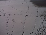 Huntley Meadows, animal tracks in the snow